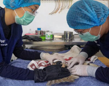 veterinarians saving an animal